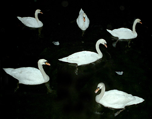 Six Swans a'Swimming